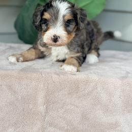 Yellow - Blue merle male Bernedoodle puppy in Charleston, South Carolina from Palm Belle Doodles
