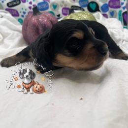 American Pit Bull Terrier and Dachshund Puppies from Shans Down Home Doxies
