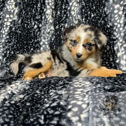 Miniature Australian Shepherd and Toy Australian Shepherd Puppies from Pistol Paws Aussies