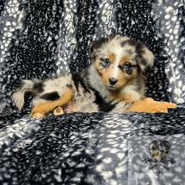 Miniature Australian Shepherd and Toy Australian Shepherd Puppies from Pistol Paws Aussies