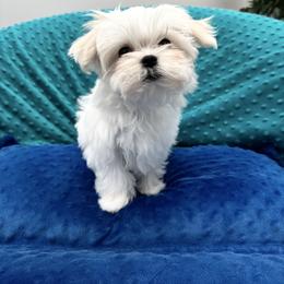 McDreamy - White male Maltese puppy in Phoenix, Arizona from Bella Dolce Maltese