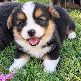 Ralph - Black and tan male Pembroke Welsh Corgi puppy in Beggs, Oklahoma from Blue Diamond Corgi’s