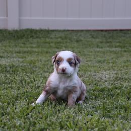 Miniature Australian Shepherd Puppies from Rolling Waves Mini Aussie