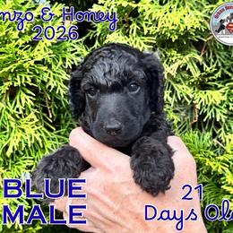 Boy 4 - Black male Poodle puppy in Tullahoma, Tennessee from Urban Hero Poodles