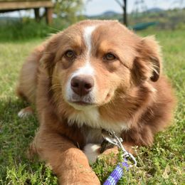 Australian Shepherds and Miniature Australian Shepherds from Southern Winds Mini Aussies