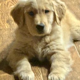 Golden Retriever and Samoyed Puppies from Snowshoe Samoyeds & Impact Golden Retrievers