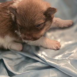 Salem - Chocolate parti male Pomeranian puppy in Gun Barrel City, Texas from Petite Poms