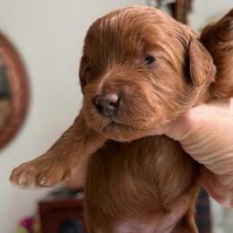 Penny - Red female Cockapoo puppy in Portland, Oregon from Little Luvs Mini Cockapoos
