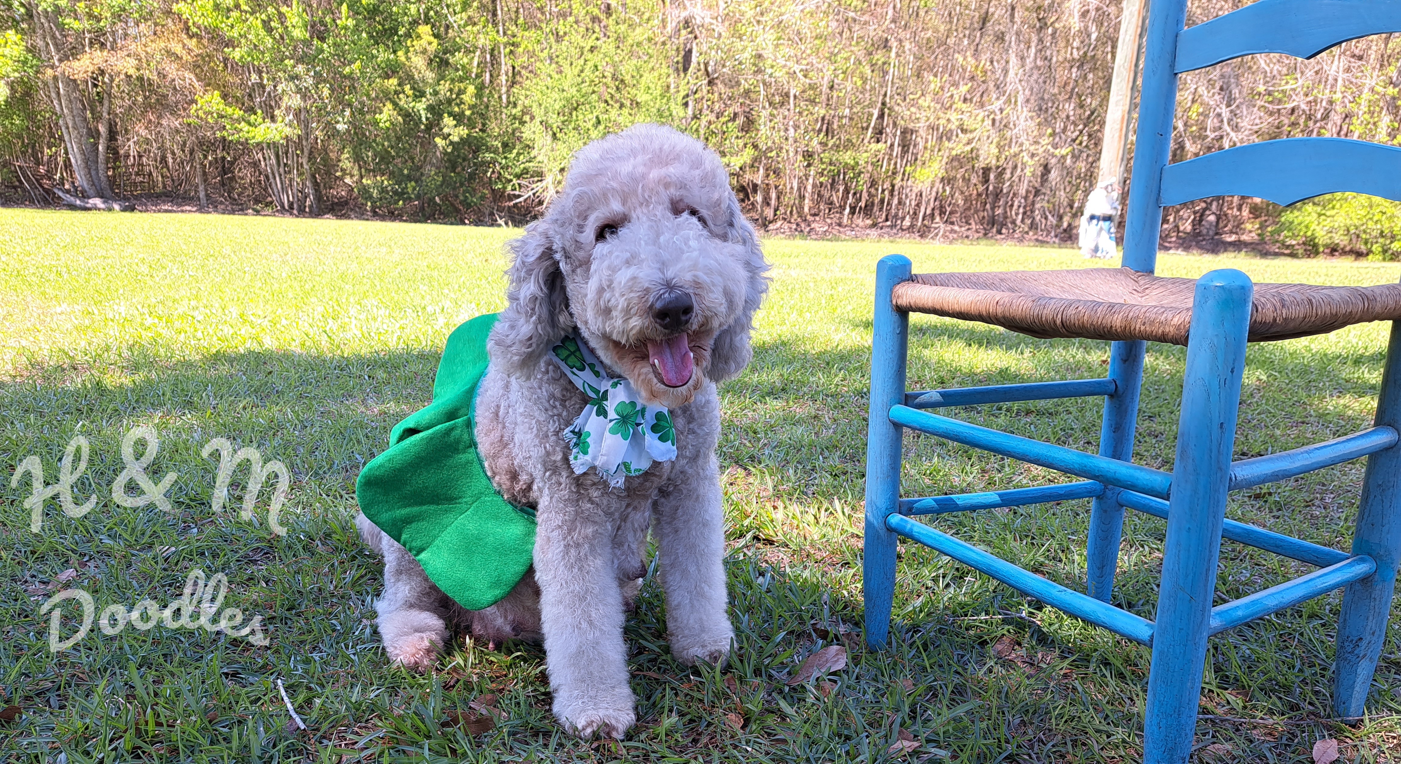 Double Doodle puppies from H & M Doodles