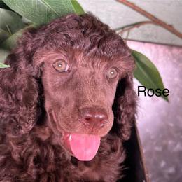 Rose - Brown female Poodle puppy in Greenville, North Carolina from Grace Poodles
