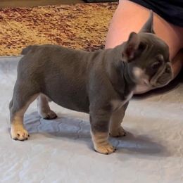 Ozzie - French Bulldog