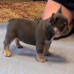 Ozzie - French Bulldog