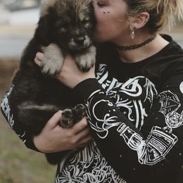 Neapolitan Mastiff and Tibetan Mastiff Puppies from Carolina Coastal Mastinos