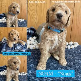 NOAH (NOAM) - Light Blue Boy - Cream male Poodle puppy in Charlo, Montana from Heavenly Hilltop Farm