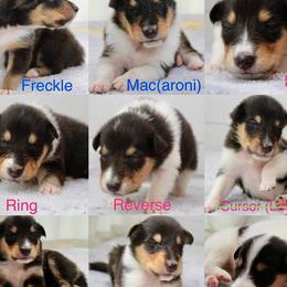 Collie puppies from Gold Leaf Collies