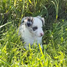 Sage - Blue merle female Border Collie puppy in Owenton, Kentucky from Three16 Ranch