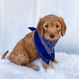 Goldendoodle Puppies from Celebrity Doodles DFW