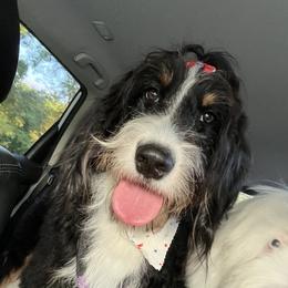 Hattie Blake - Bernedoodle