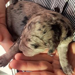 Girl 4 - Labradoodle puppy from Trinity Labradoodles