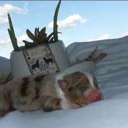 Red merle female - Red merle female Miniature Australian Shepherd puppy in Elkhart, Texas from Donaldson Dogz