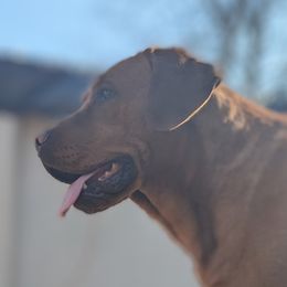 Astor - Labrador Retriever