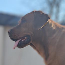 Astor - Labrador Retriever