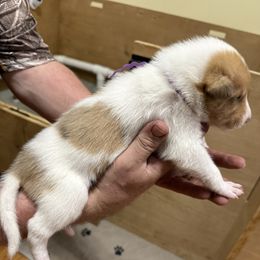 Dasher - White male Collie puppy in Lonoke, Arkansas from Colley Collies