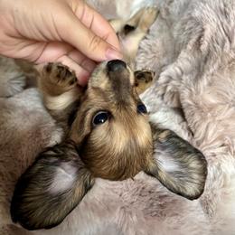 Pecorino - Cream male Dachshund puppy in Lincoln, California from ForeversEdge Doxies