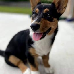 American Corgis, Cardigan Welsh Corgis, and Pembroke Welsh Corgis from Bleu Bayou Corgis