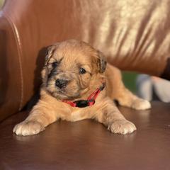 Raphael - Merle male Whoodle puppy in Gladewater, Texas from Kalin’s K9s