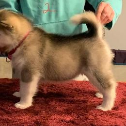 Alaskan Malamute Puppies from Sigma Alaskan Malamutes