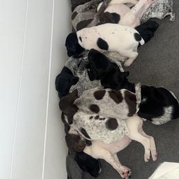 German Shorthaired Pointer Puppies from Red Hills GSPs