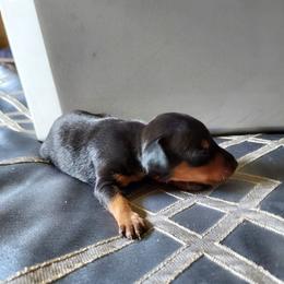 3rd black male - Blue and rust male Miniature Pinscher puppy in Du Bois, Pennsylvania from San Spur Miniature Pinschers