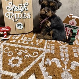 Laura - Black and gold female Yorkshire Terrier puppy in Maple Heights, Ohio from Yorkiesllc