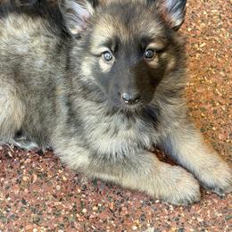 Sable girl 1 - Sable female German Shepherd puppy in California from Singleton Shepherds
