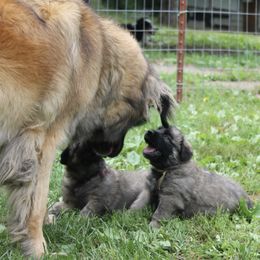 Leonberger Puppies from Bluebonnet Leos