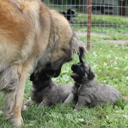 Leonberger Puppies from Bluebonnet Leos