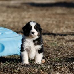 Boy 2 - male Australian Shepherd puppy in Warm Springs, Georgia from Out West Aussies