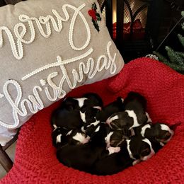 3rd choice - Black white and tan male Beagle puppy in Monticello, Georgia from Beaglelove