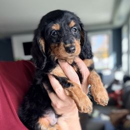 Chief - Black and tan male Dachshund puppy in Marion, Ohio from Doodles & Doxies