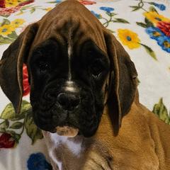 Girl 3 - Boxer puppy in Rocky Comfort, Missouri from Meredith's Boxer Puppies