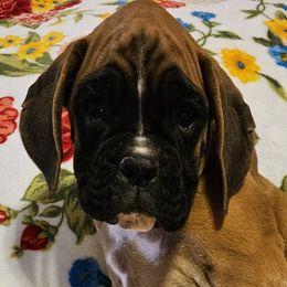 Girl 3 - Boxer puppy in Rocky Comfort, Missouri from Meredith's Boxer Puppies