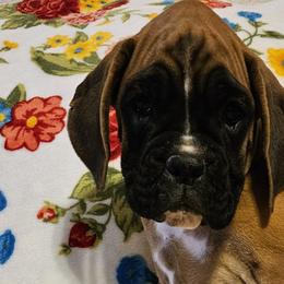 Girl 3 - Boxer puppy in Rocky Comfort, Missouri from Meredith's Boxer Puppies