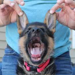 German Shepherd Puppies from vom Haus am Lerchenweg