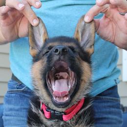 German Shepherd Puppies from vom Haus am Lerchenweg