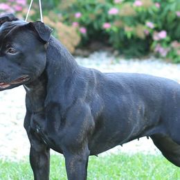 Staffordshire Bull Terriers from Legacy Kennels