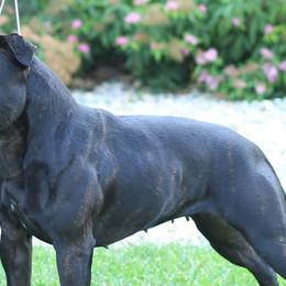 Staffordshire Bull Terriers from Legacy Kennels