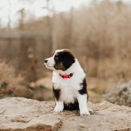 Garnet - Black white and tan male Old Time Scotch Collie puppy in Alexander, North Carolina from The Fiddlesticks Farm