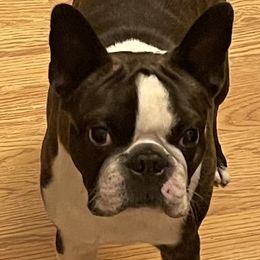 Chili - Boston Terrier