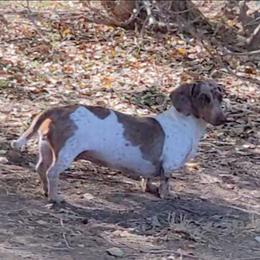 Cici - Dachshund